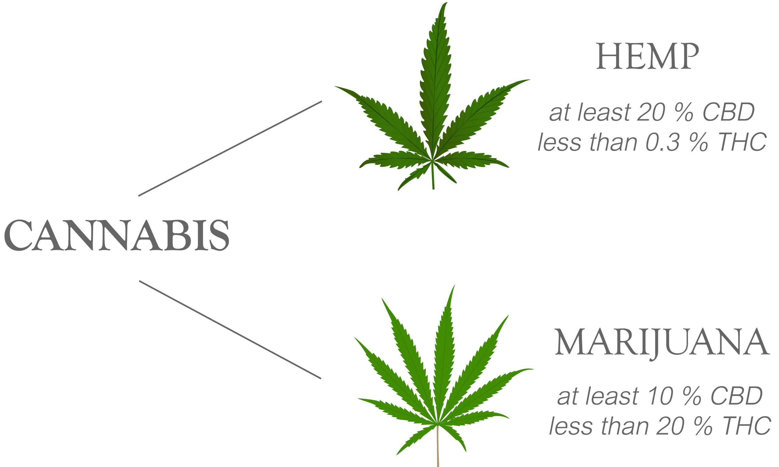 cannabis hemp and marijuana leaves compared