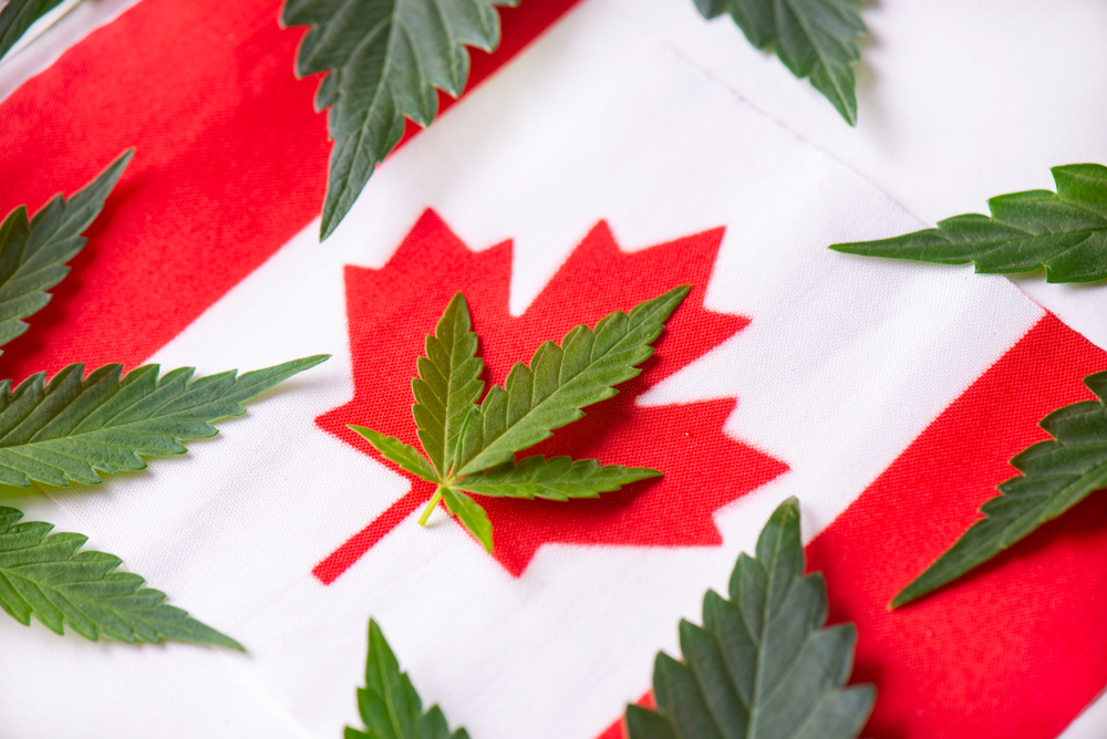 canadian flag with marijuana leaf