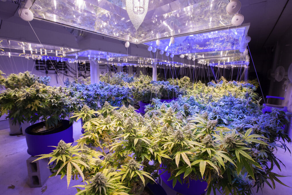 commercial marijuana growing operation