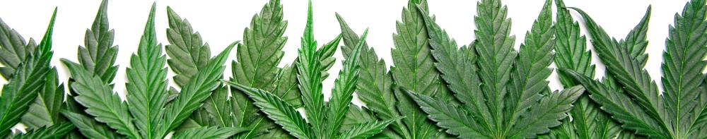 row of marijuana leaves